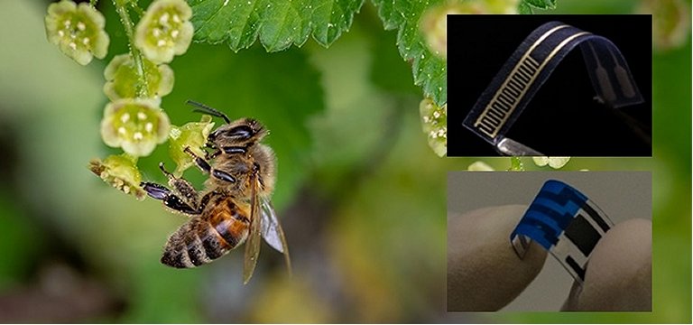 Sensor desenvolvido por cientistas utiliza molécula do ferrão de abelha na detecção de agentes bactericidas em bebidas e alimentos
