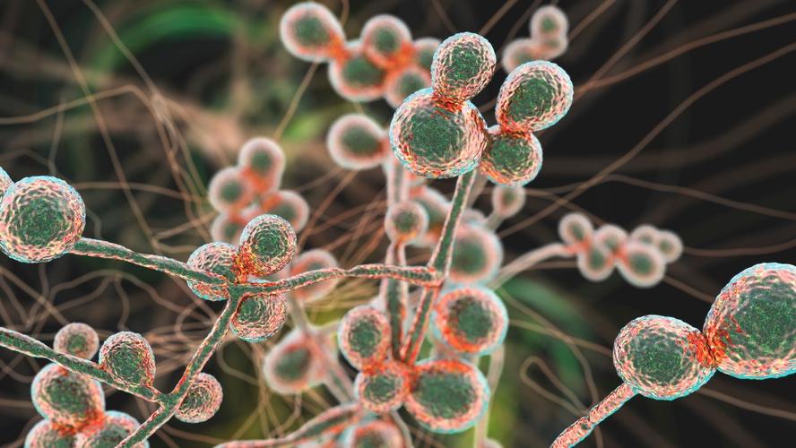 Voriconazol e nanocápsulas:  Uma estratégia promissora no combate a fungos resistentes
